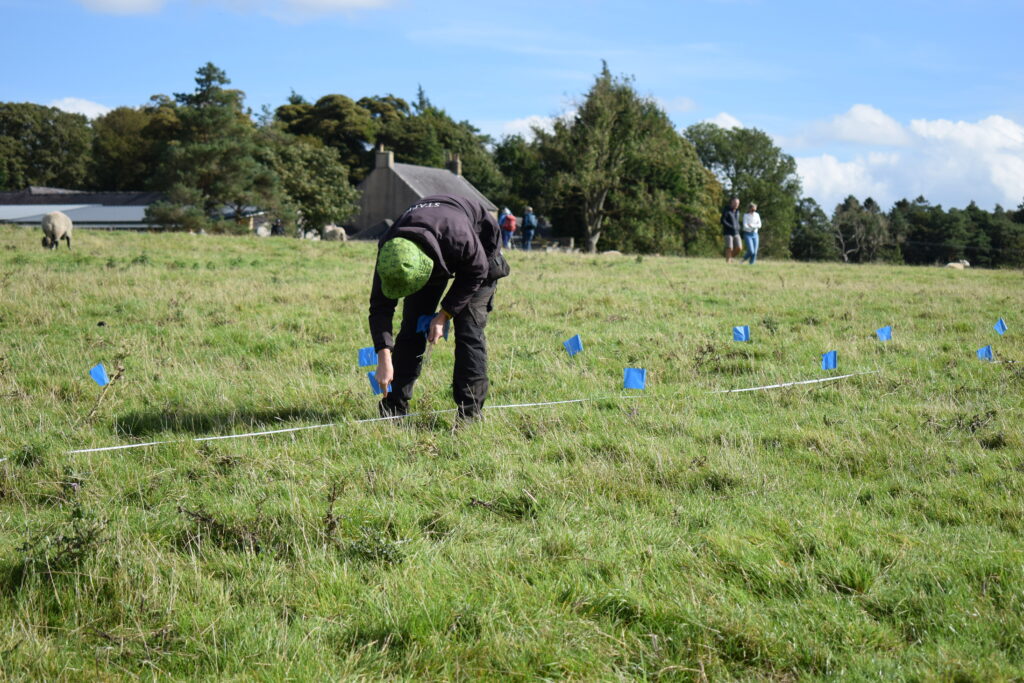 A researcher places blue survey marker flags along a measuring line in a grass field, with sheep, a stone farmhouse, and trees visible in the background.