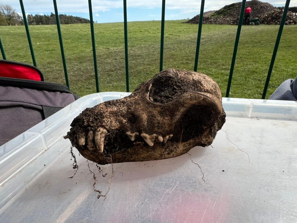 A heavily soil-encrusted dog skull resting on a clear plastic storage box lid outdoors, with green fields and a archaeological spoil heap visible in the background.