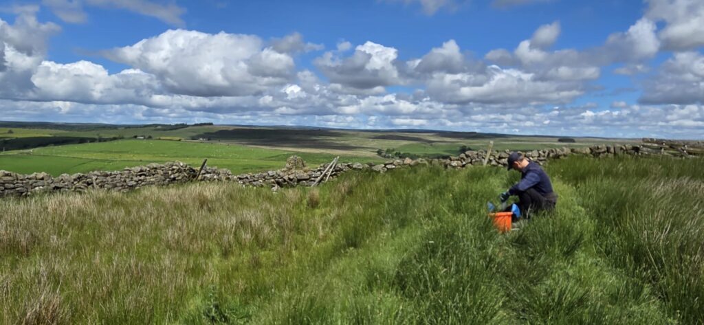A person works in a grassy field beside a dry-stone wall under a wide blue sky, with open moorland and farmland stretching into the distance. They have an orange bucket and are marking sample areas with a blue flag. 